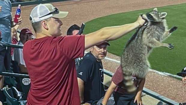 Grant Harmon-Raccoon